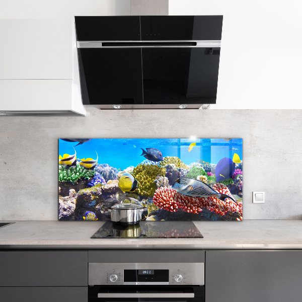 Cooker splashback Coral reef red sea