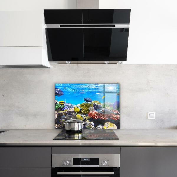 Cooker splashback Coral reef red sea