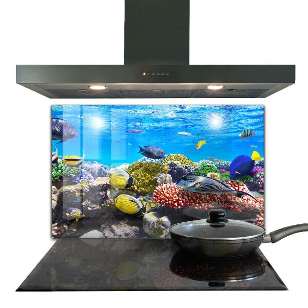 Cooker splashback Coral reef red sea