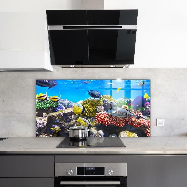 Cooker splashback Coral reef red sea