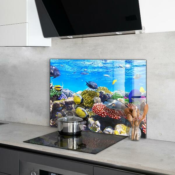 Cooker splashback Coral reef red sea