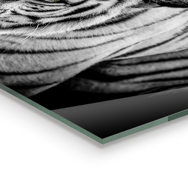 Cooker splashback White siberian tiger