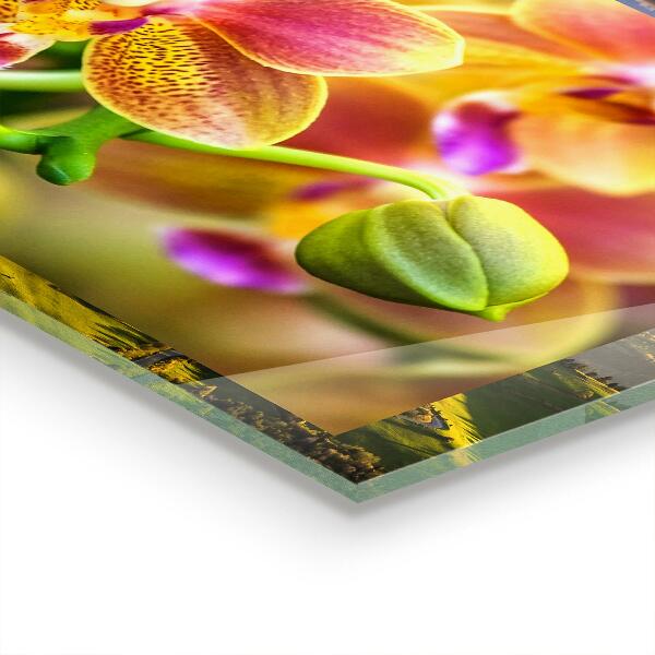 Kitchen splashback Orange orchid