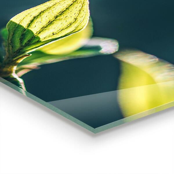 Kitchen wall panels Shiny leaf on branch