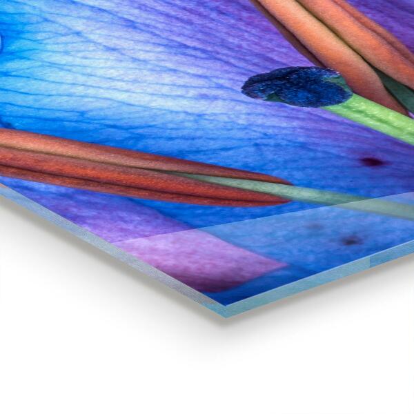 Kitchen wall panels Beautiful blue lily