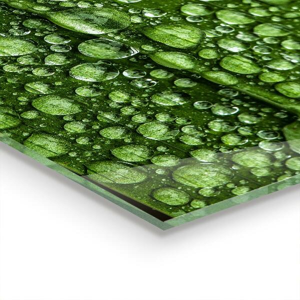 Kitchen wall panels Green leaf after rain