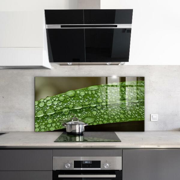 Kitchen wall panels Green leaf after rain