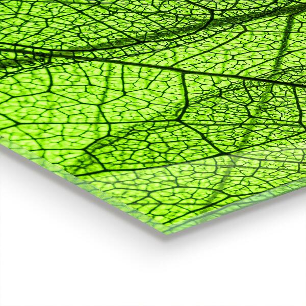 Kitchen splashback Green leaf texture