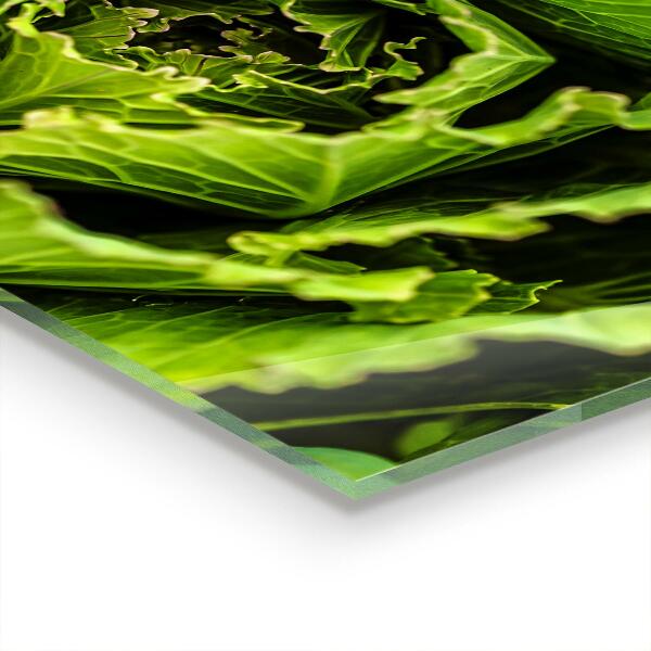 Kitchen splashback Cabbage flower leaves
