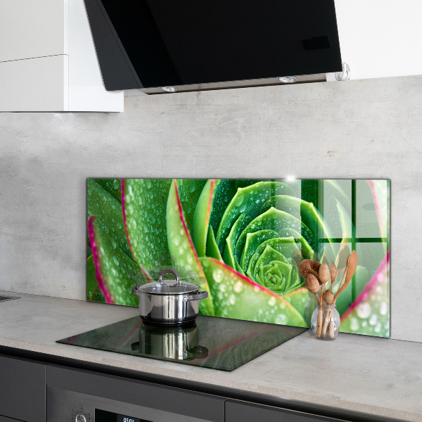Kitchen splashback Succulent skalnik green garden