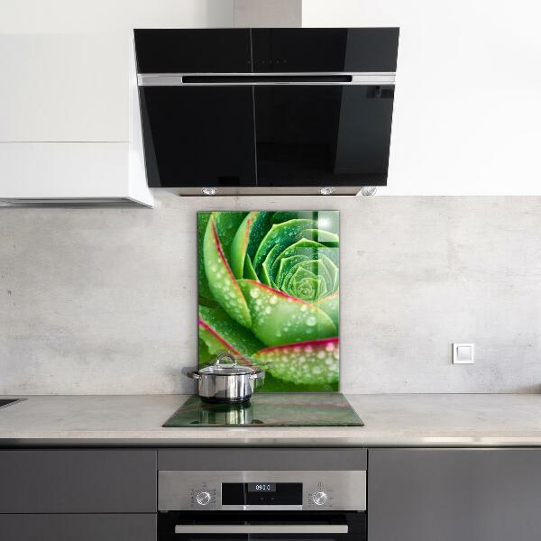 Kitchen splashback Succulent skalnik green garden