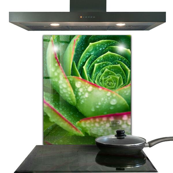 Kitchen splashback Succulent skalnik green garden