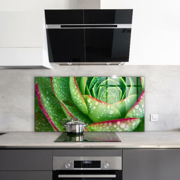 Kitchen splashback Succulent skalnik green garden