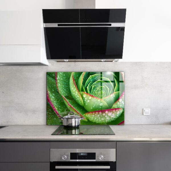 Kitchen splashback Succulent skalnik green garden