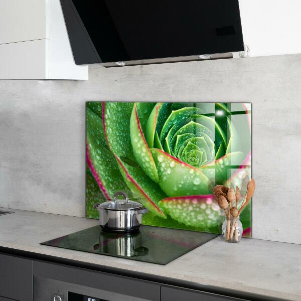 Kitchen splashback Succulent skalnik green garden