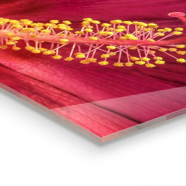 Kitchen splashback Pink hibiscus