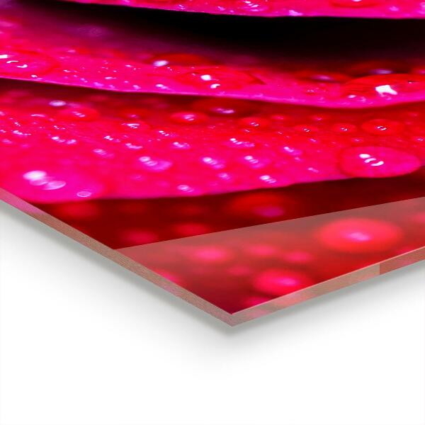 Kitchen splashback Rose symbol of love