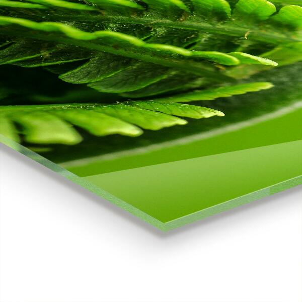 Kitchen splashback Green fern leaf