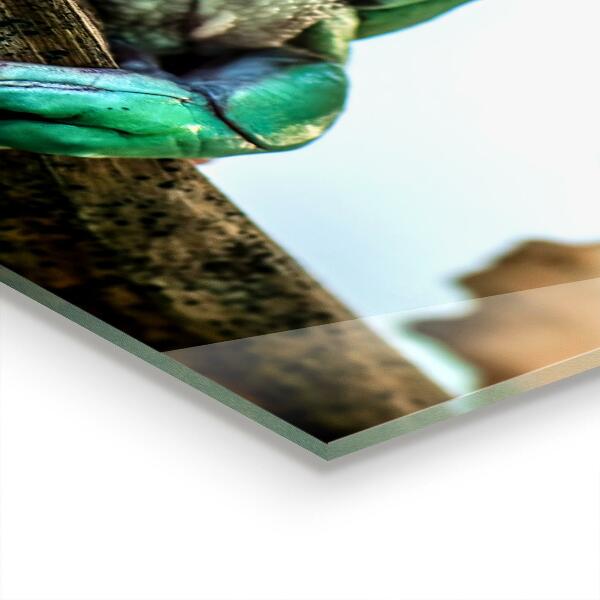 Kitchen splashback Curious frog on a leaf