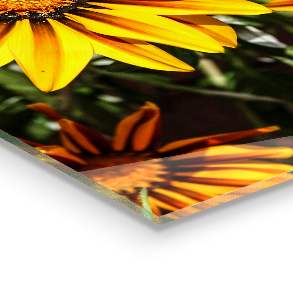 Kitchen splashback Yellow flower in the meadow