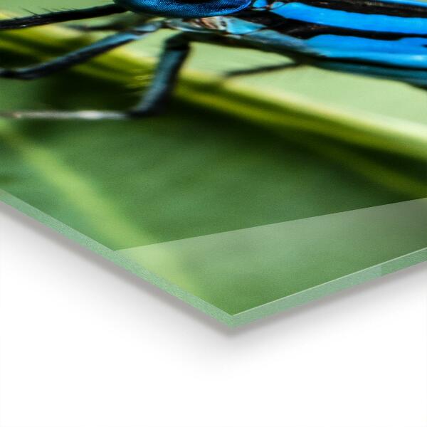 Kitchen splashback Dragonfly on leaf