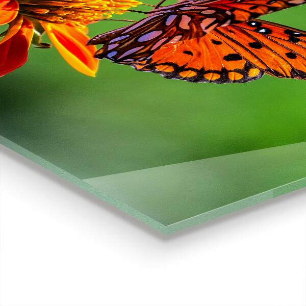 Kitchen splashback Butterfly on a summer flower