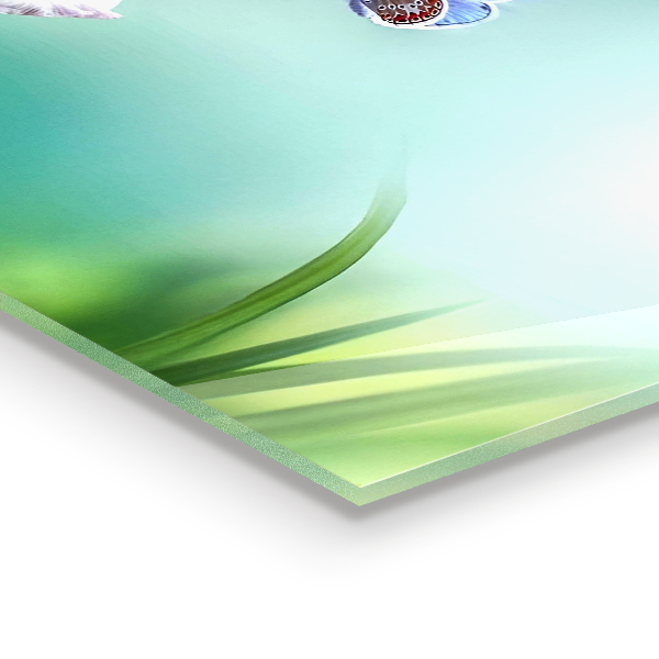 Kitchen splashback Summer meadow butterfly flower