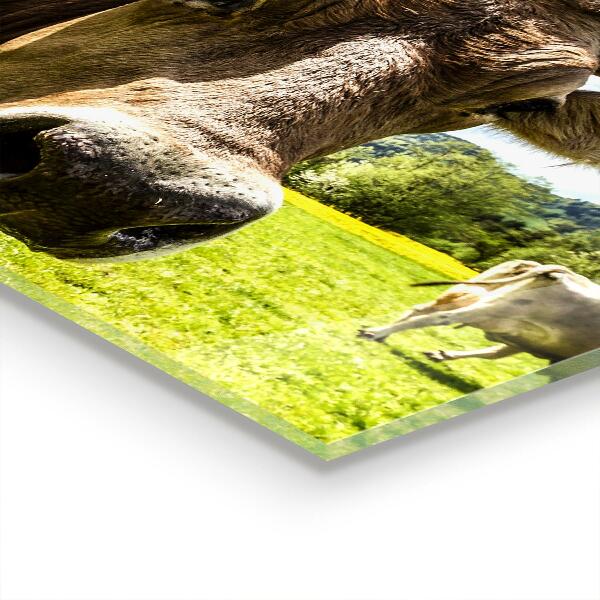 Kitchen splashback Rural climate krowa pole