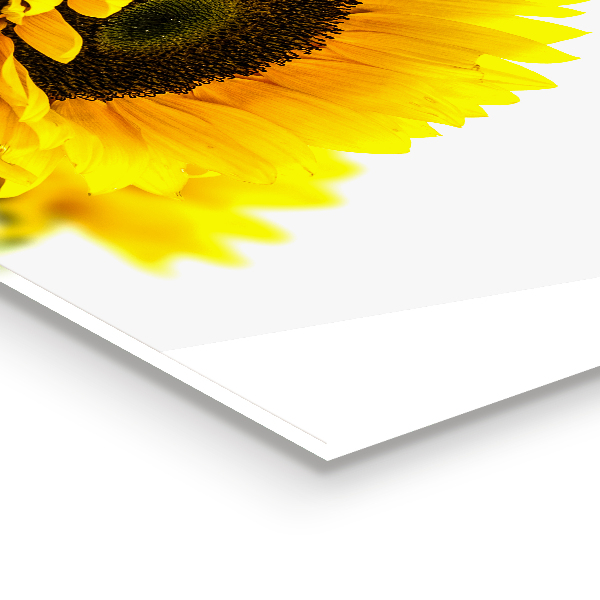 Kitchen splashback Summer sunflower bouquet