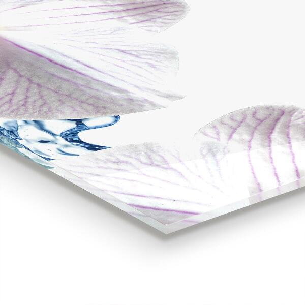 Kitchen splashback Orchid sprinkled with water