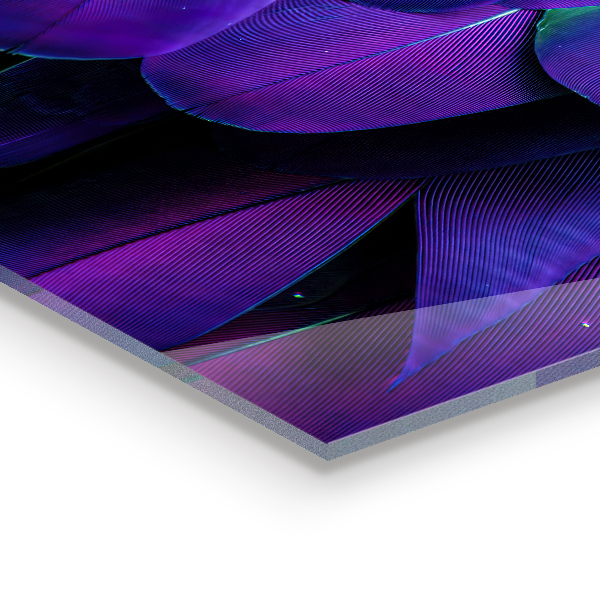 Oven splashback Exotic bird feathers