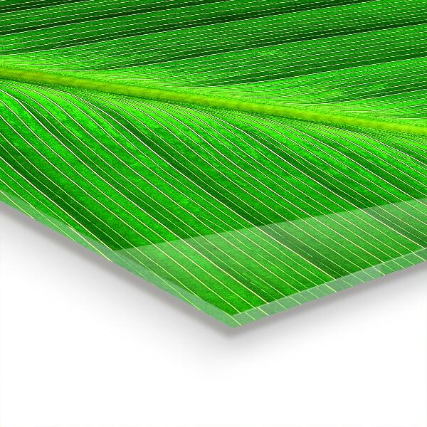 Kitchen splashback Tropical palm leaf