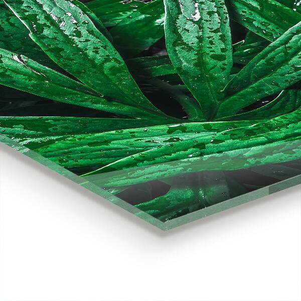 Kitchen splashback Exotic jungle leaves