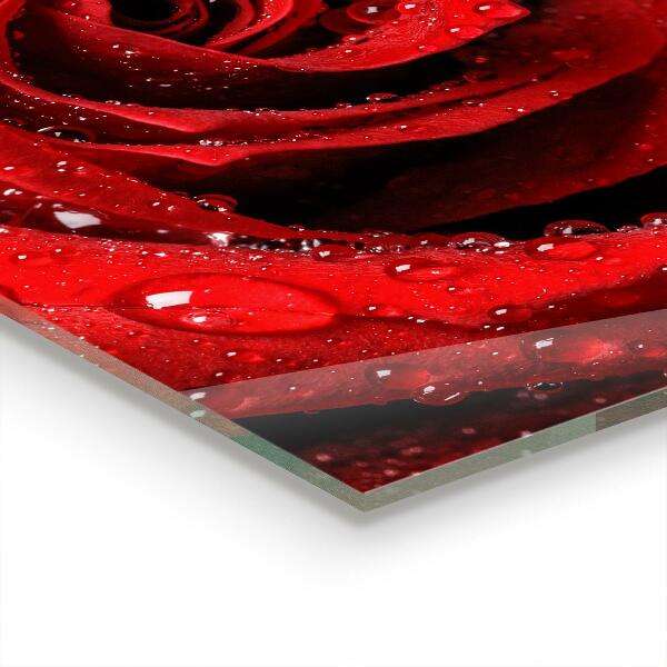 Kitchen splashback Dew drops on a red rose