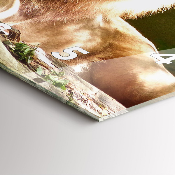 Square wall clock Portrait of a Lion